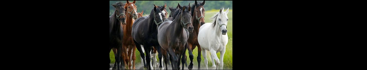 Konie ze wsi – klub graczy SimCity